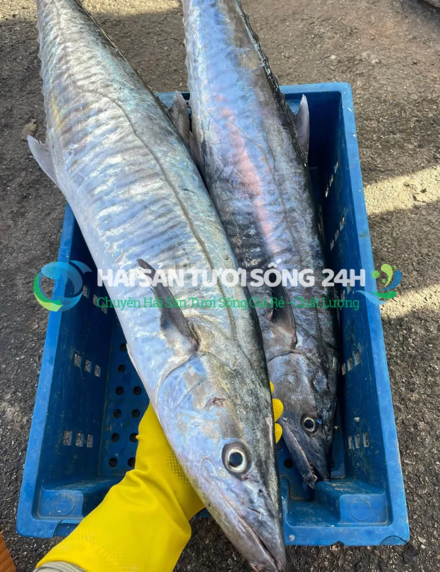 cá thu tươi cắt khúc túi 500g