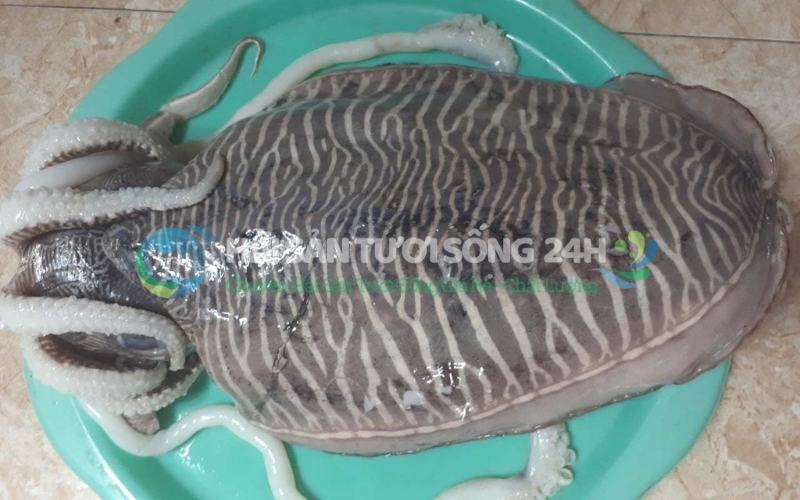 Giá Mực mai hiện nay là bao nhiêu?