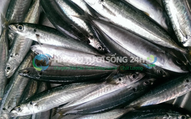 Cá nục suôn (cá nục suông xanh) túi 500g 8 Bảng giá cá nục suôn hiện nay