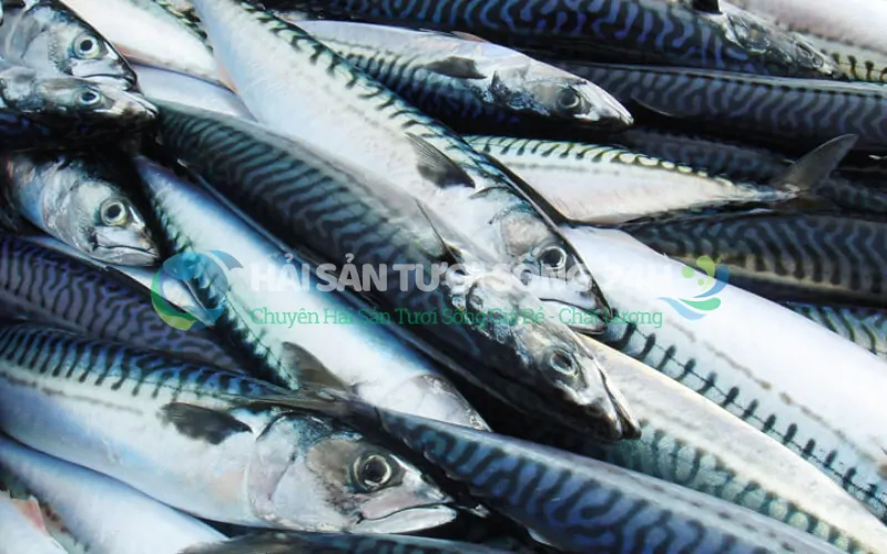 Bí quyết chọn cá nục suôn tươi ngon không sợ bị lừa