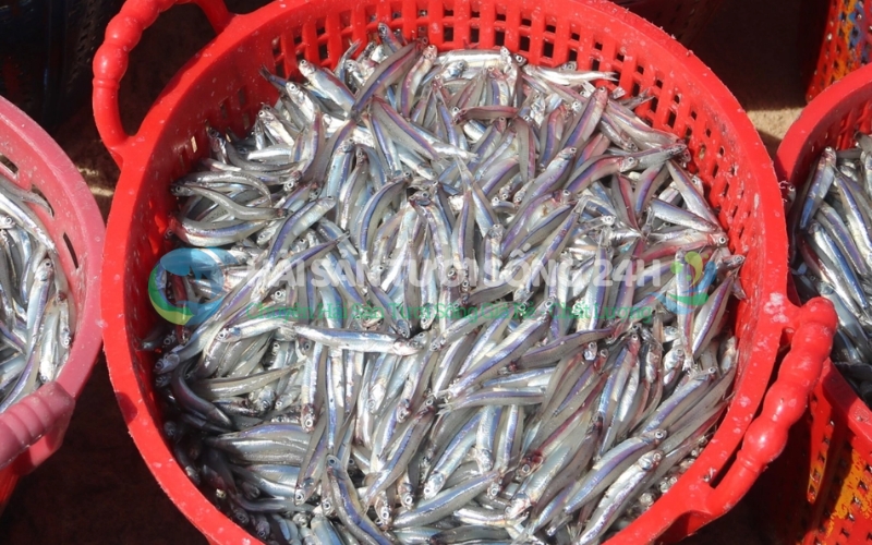 Cá Cơm tươi (cá Dỏng) túi 500g 3 Bí quyết chọn mua cá cơm tươi (cá dỏng) ngon chuẩn chỉnh