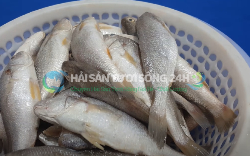 Bí quyết chọn mua cá đù nanh tươi ngon