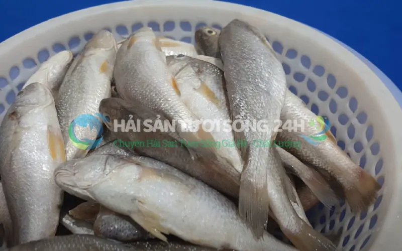 Bí quyết chọn mua cá đù nanh tươi ngon