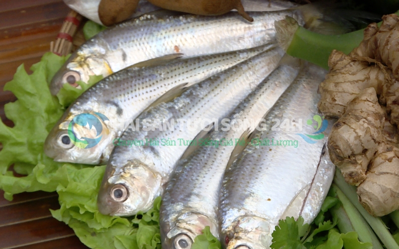 Cá mòi biển túi 500g 3 Bí quyết chọn mua cá Mòi tươi ngon không bị ươn
