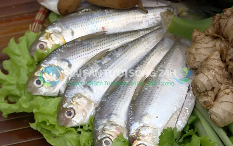 Bí quyết chọn mua cá Mòi tươi ngon không bị ươn