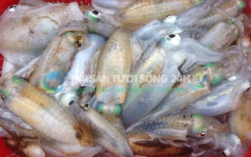 Bí quyết chọn mua Mực mai tươi rói, không bị ngâm nước