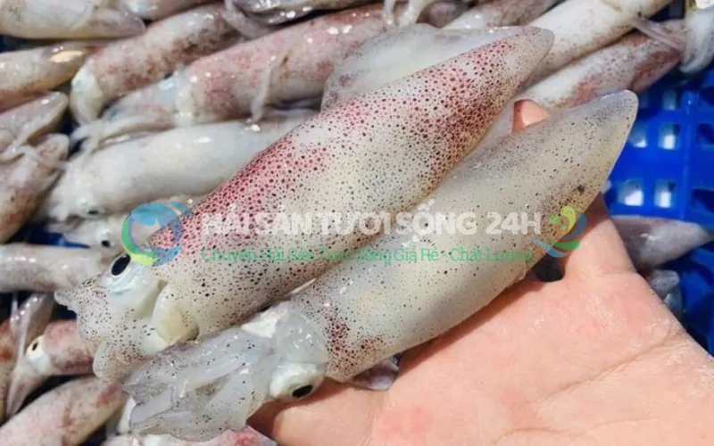 Bí quyết của dân biển: Cách chọn Mực ống tươi ngon "nhìn là biết"