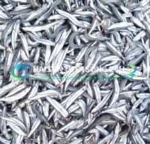 Cá Cơm tươi (cá Dỏng) túi 500g