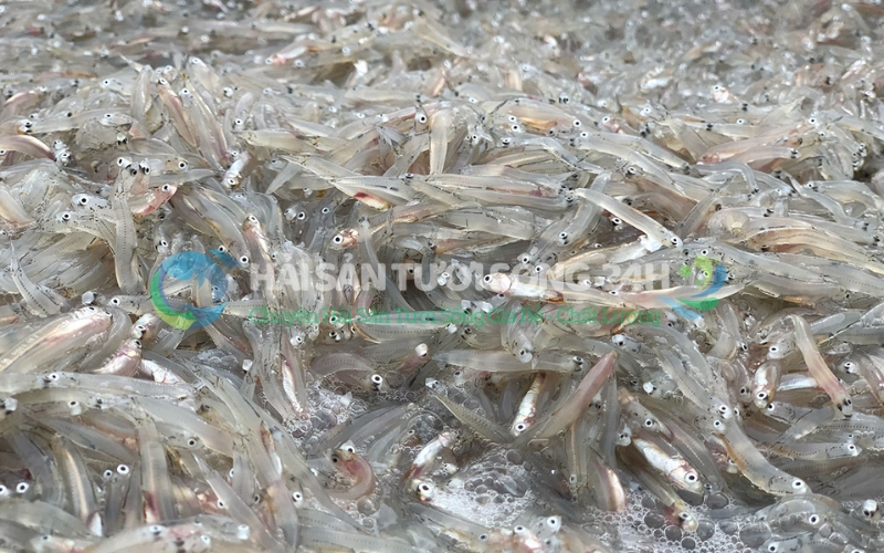 Cá Cơm tươi (cá Dỏng) túi 500g 1 Cá cơm tươi (cá dỏng) là cá gì? Tại sao lại được yêu thích đến thế?