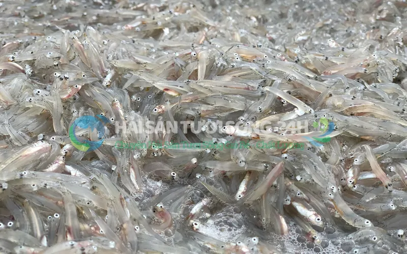 Cá cơm tươi (cá dỏng) là cá gì? Tại sao lại được yêu thích đến thế?