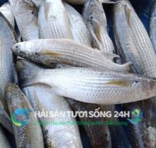 Cá đối túi 500g