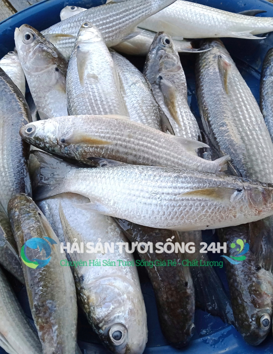 Cá đối túi 500g