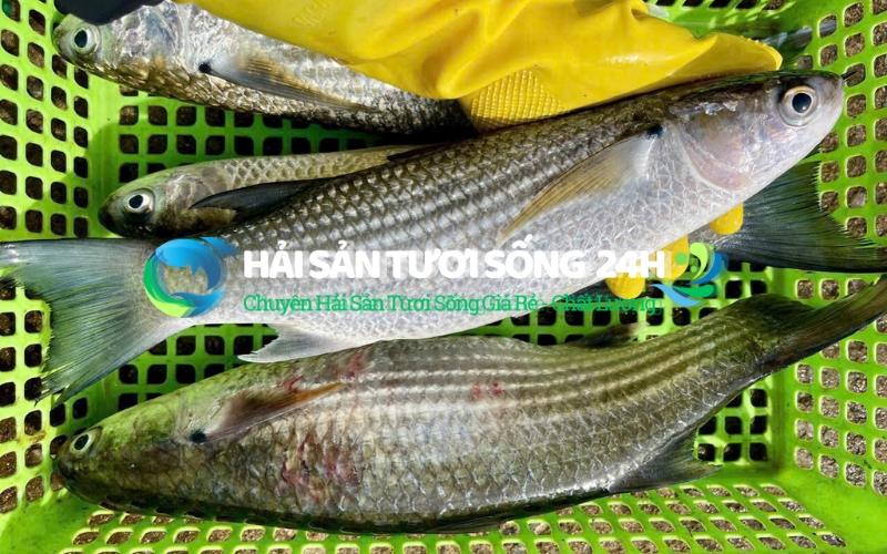 Cá Đối là cá gì mà lại được lòng người nội trợ?