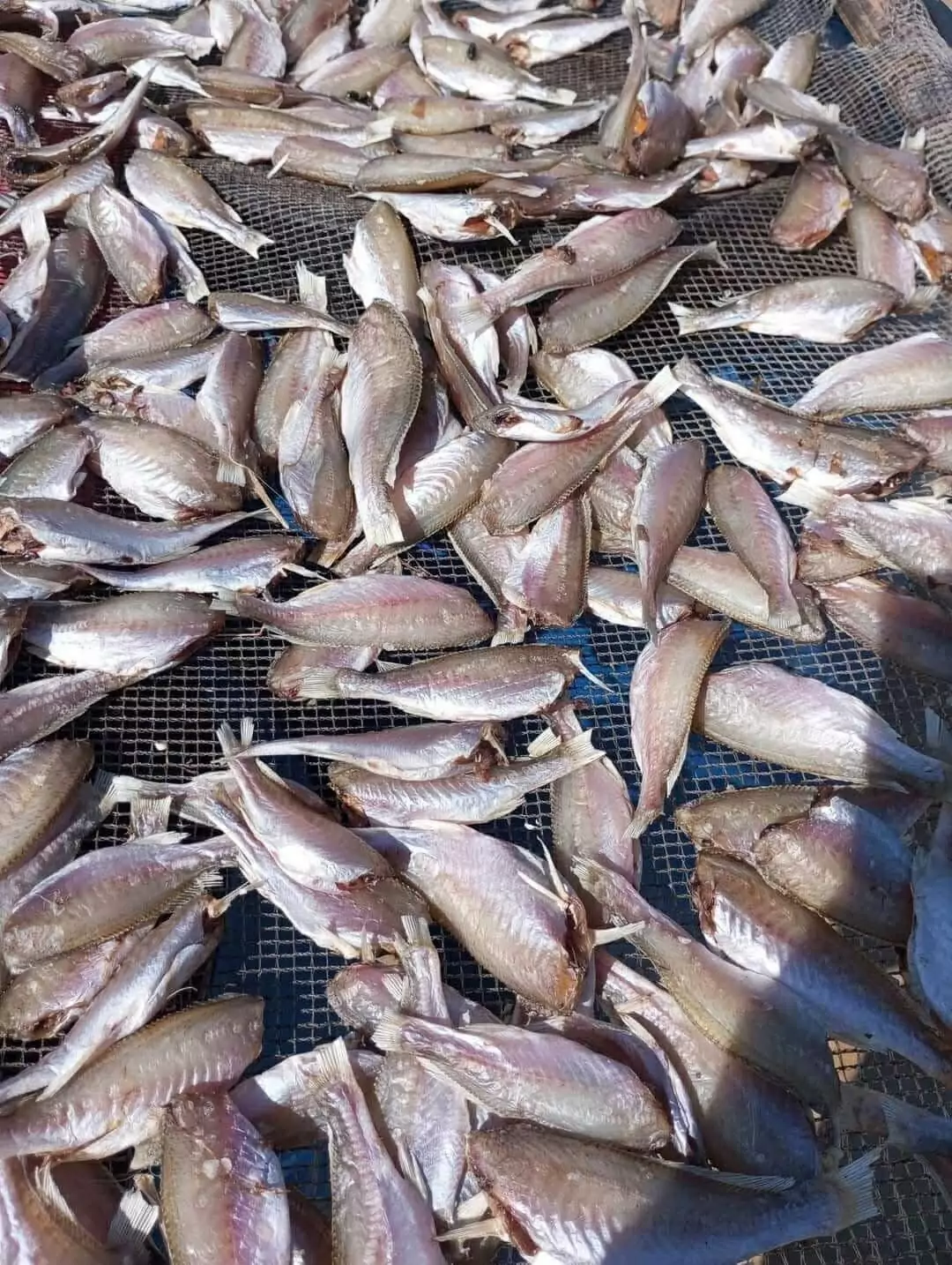 ca-du-1-nang-hai-hau