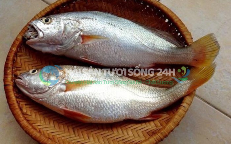 Cá đù nanh là cá gì? Đặc điểm nhận dạng