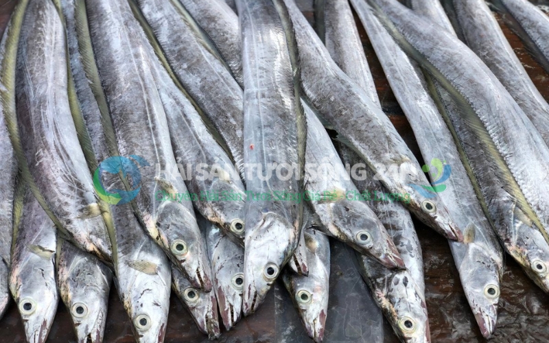 1. Cá Hố là cá gì? Vì sao gọi là Cá Đao, Cá Quỳ?