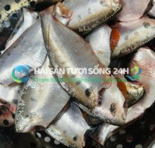 Cá mòi biển túi 500g