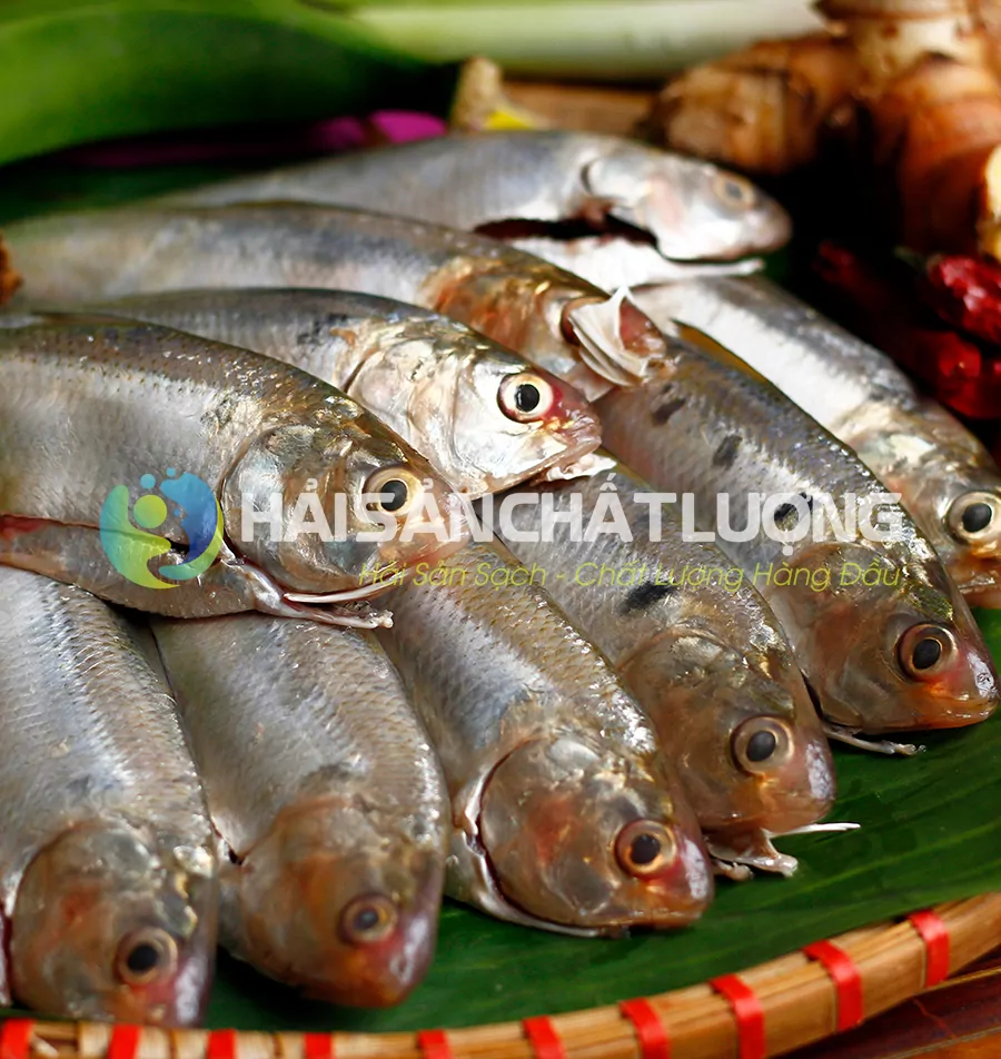 ca-moi-bien-chat-luong