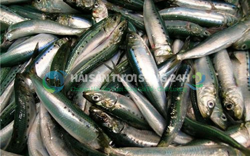 Cá mòi biển túi 500g 1 Cá mòi là cá gì? Tại sao người sành ăn lại "săn lùng" cá mòi tươi?