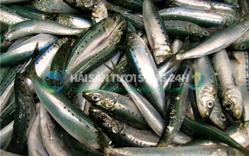 Cá mòi là cá gì? Tại sao người sành ăn lại "săn lùng" cá mòi tươi?