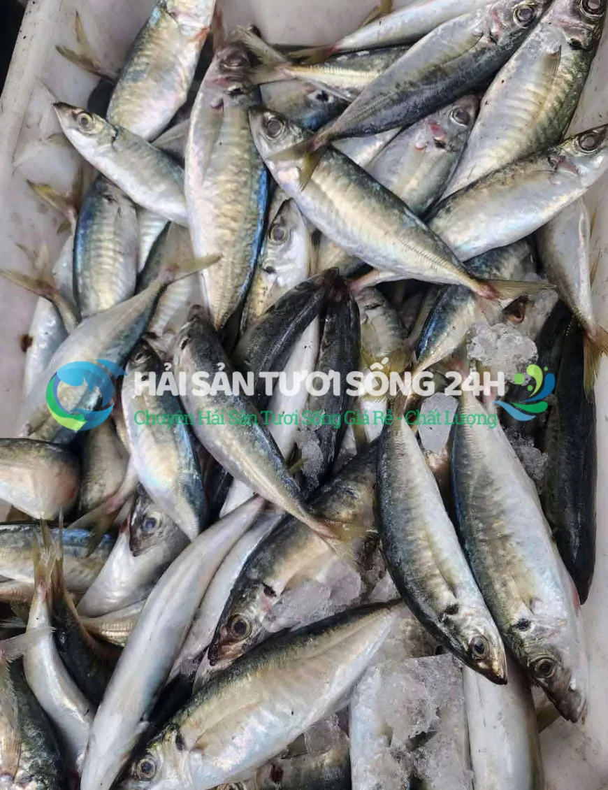 Cá Nục Bạc Má túi 500g