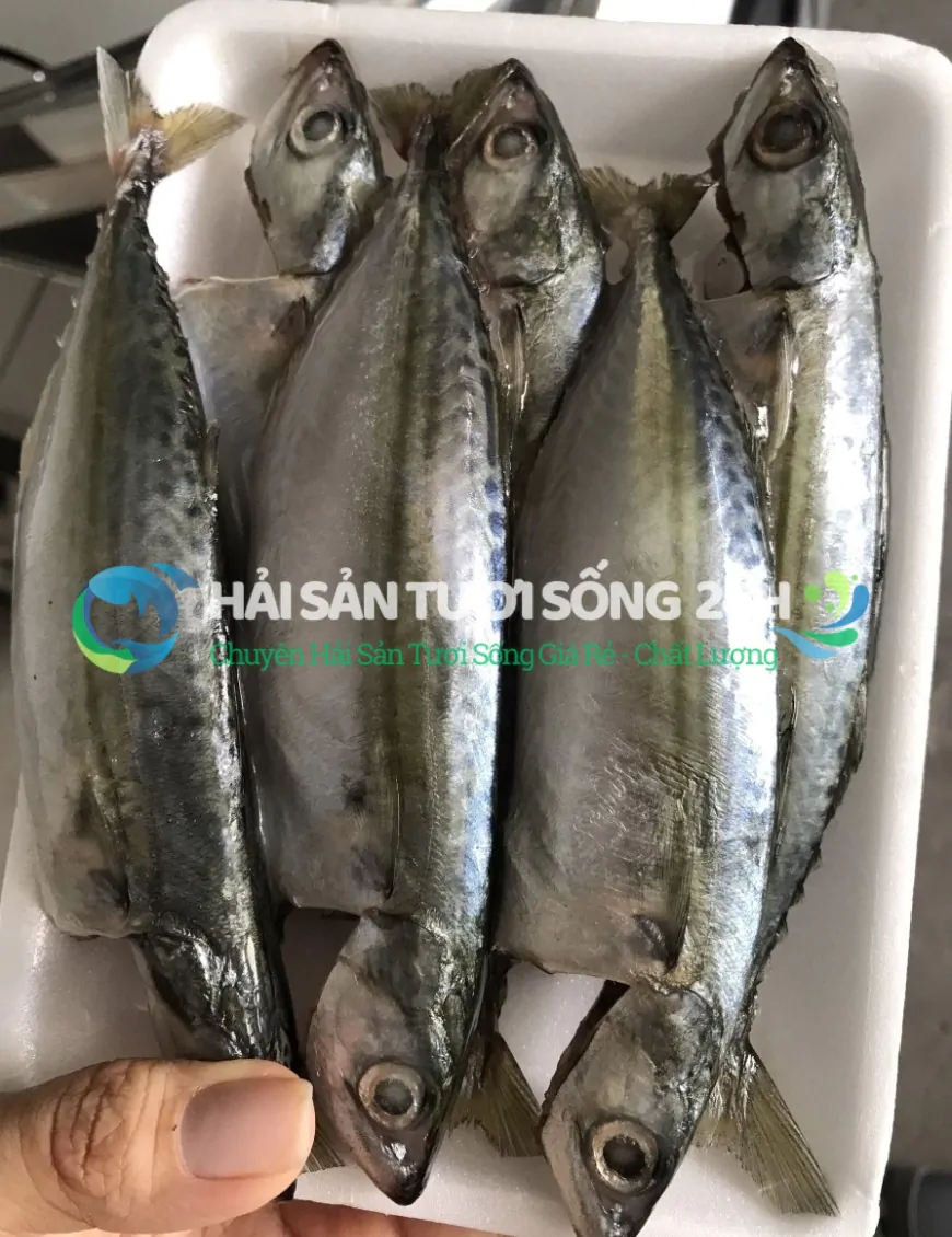 Cá Nục Bạc Má túi 500g