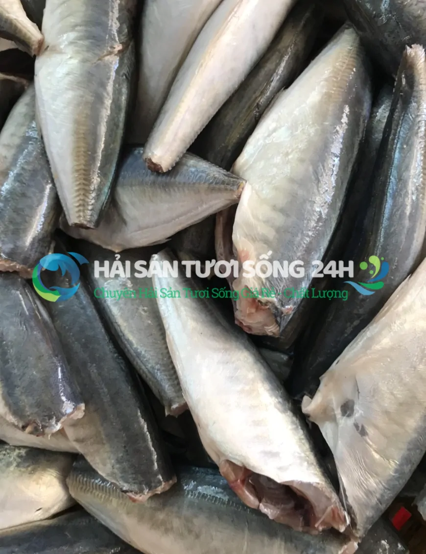 Cá nục bạc má túi 500g