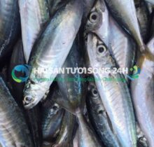 Cá nục suôn (cá nục suông xanh) túi 500g