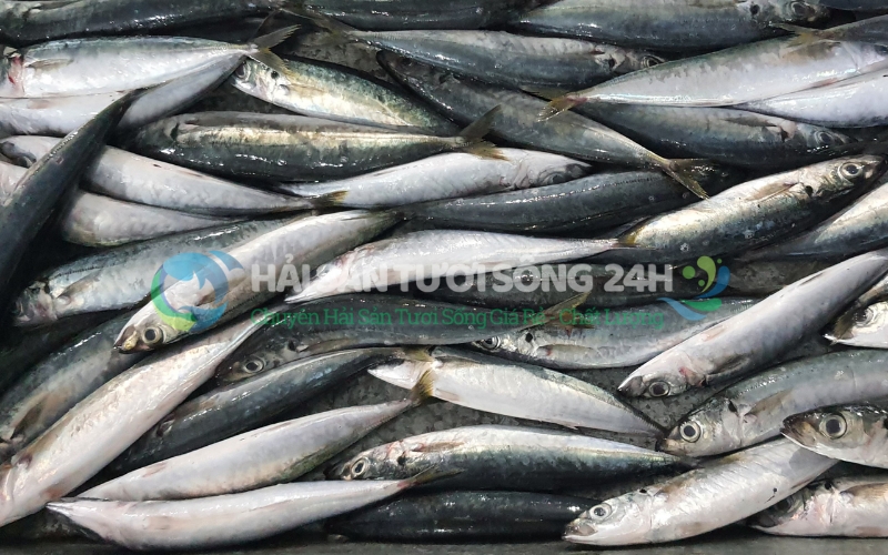 Cá nục suôn (cá nục suông xanh) túi 500g 1 Cá nục suôn là cá gì? Cách phân biệt với các loại cá nục khác