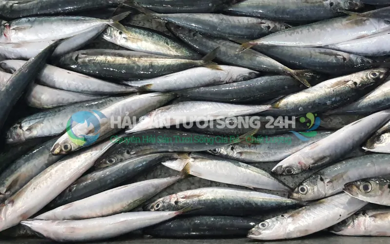 Cá nục suôn là cá gì? Cách phân biệt với các loại cá nục khác