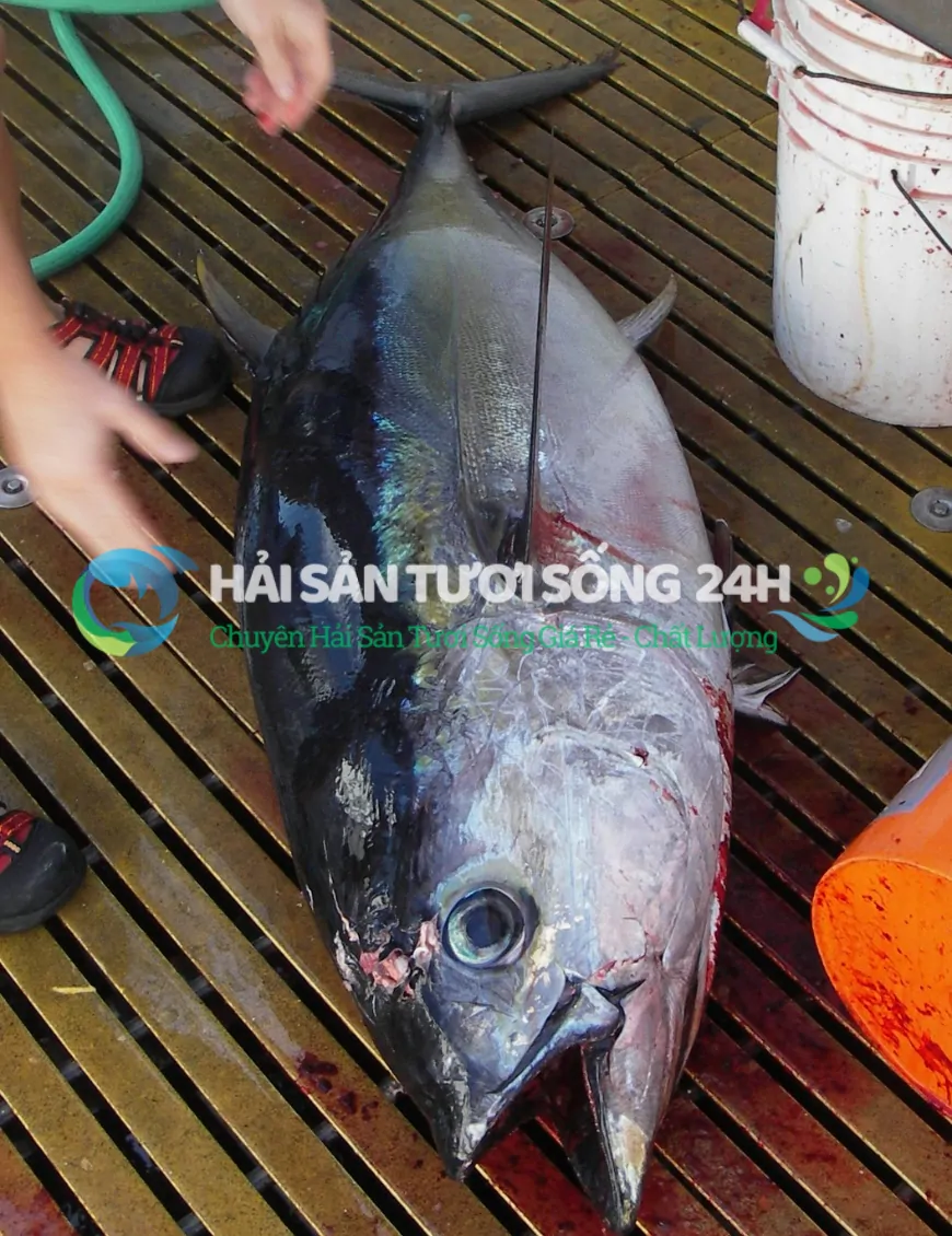 cá ù cắt khúc túi 500g