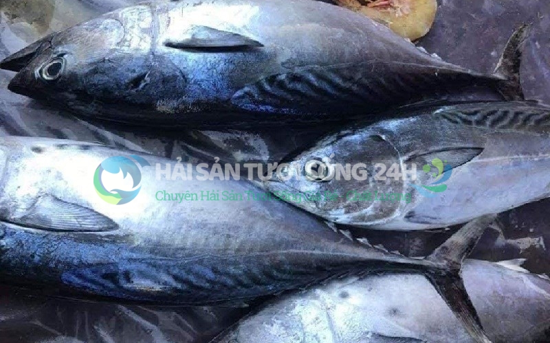 Cá Ù (Cá Ngừ) cắt khúc túi 500g 1 Cá ù là cá gì? Đặc điểm nhận dạng của cá Ù