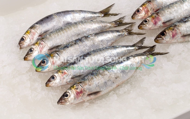 Cá mòi biển túi 500g 9 Cách bảo quản cá mòi đúng cách