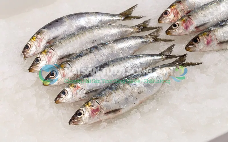 Cách bảo quản cá mòi đúng cách