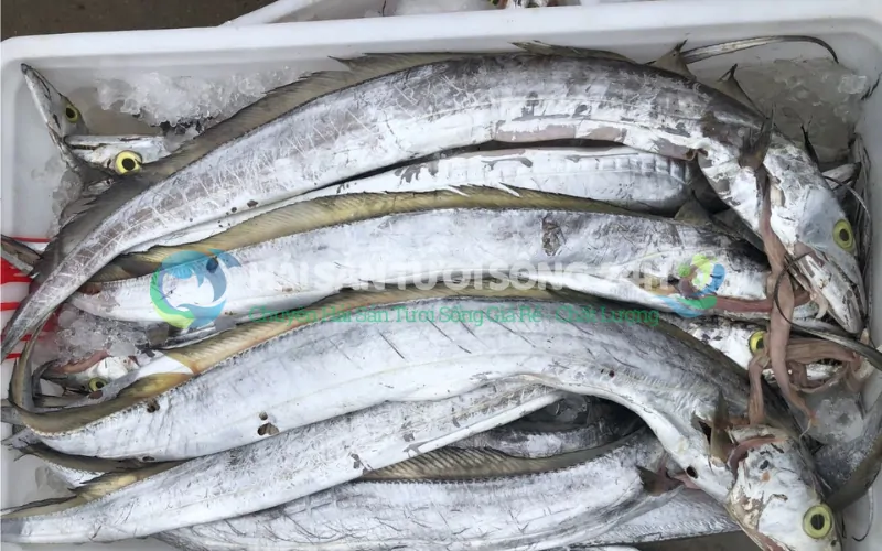 Cách chọn Cá Hố tươi ngon không phải ai cũng cho bạn biết