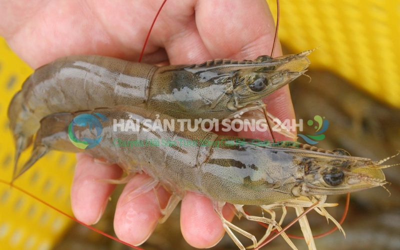 Tôm He biển túi 500g 4 Cách lựa chọn Tôm He biển tươi ngon