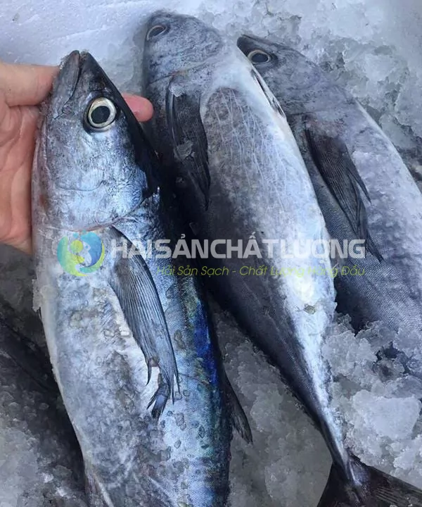 cau-u-haisanchatluong