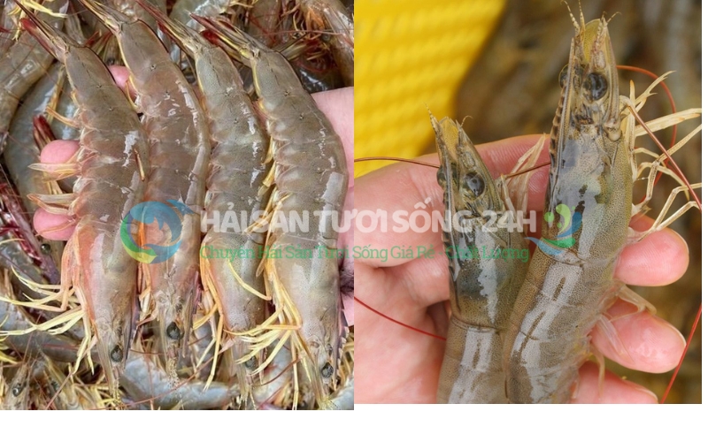 Tôm He biển túi 500g 2 Đặc điểm nhận biết Tôm He biển