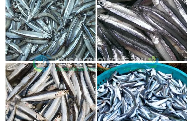 Giá cá cơm tươi hiện nay bao nhiêu 1kg?