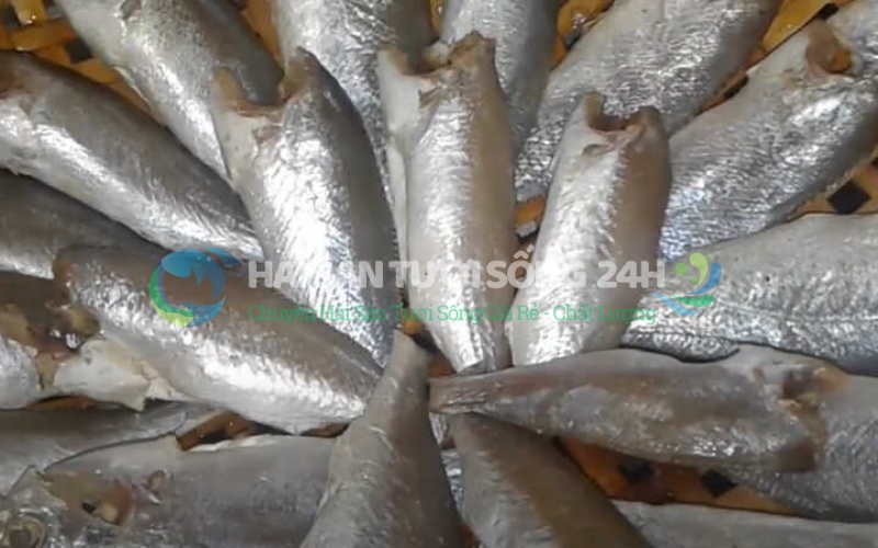 Giá cá đù nanh bao nhiêu 1kg?