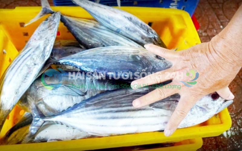 Cá Ù (Cá Ngừ) cắt khúc túi 500g 8 Giá cá ù bao nhiêu 1kg?