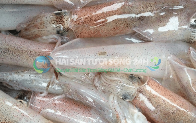 Giá mực ống bao nhiêu 1kg? Cập nhật mới nhất