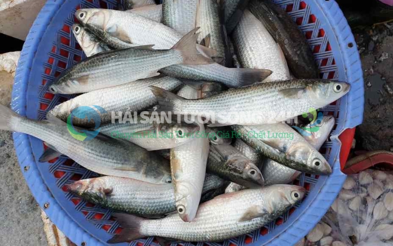 Giá trị của Cá Đối