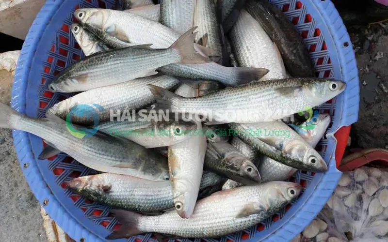 Giá trị của Cá Đối