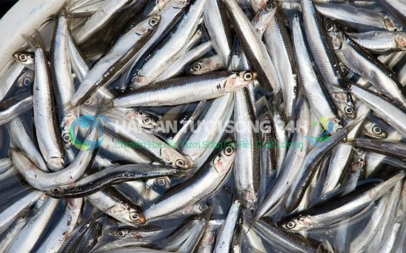 Cá Cơm tươi (cá Dỏng) túi 500g 2 Giá trị dinh dưỡng bất ngờ từ loài cá nhỏ bé