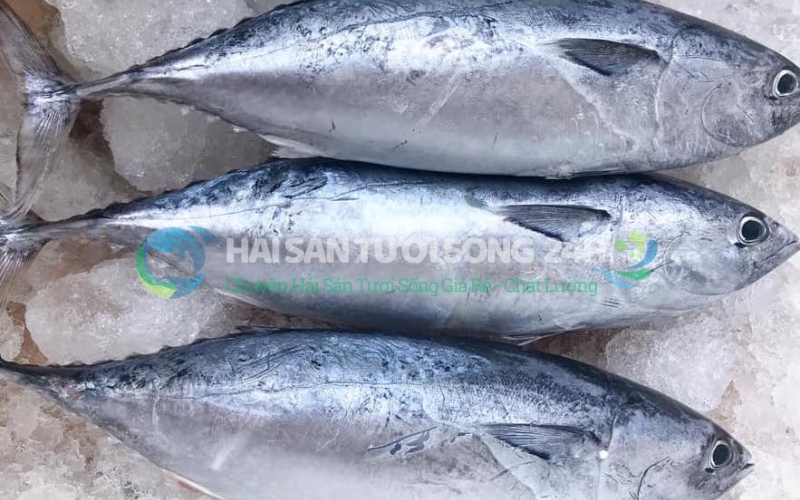 Cá Ù (Cá Ngừ) cắt khúc túi 500g 2 Giá trị dinh dưỡng bất ngờ từ cá Ù