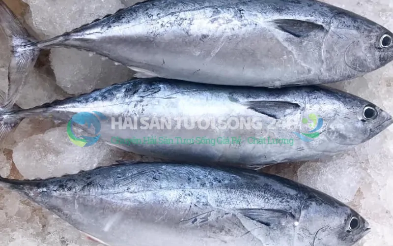 Giá trị dinh dưỡng bất ngờ từ cá Ù