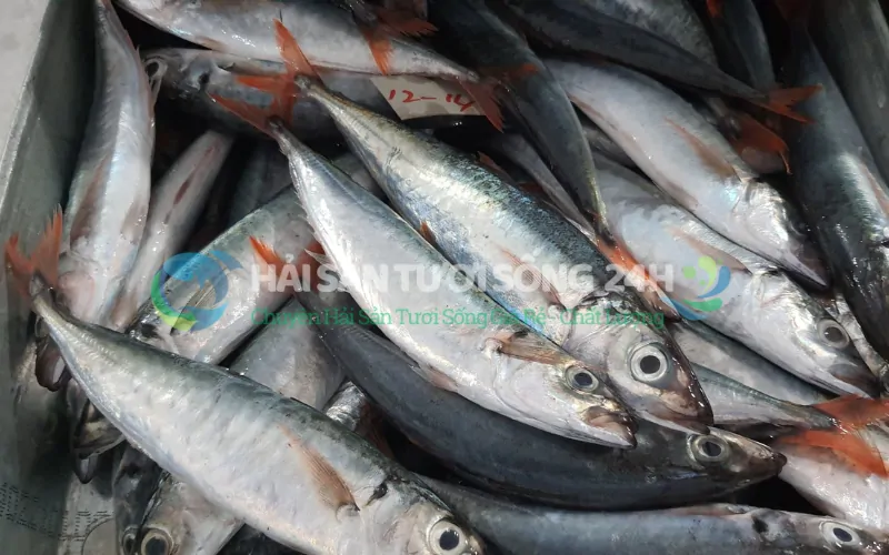 Giá trị dinh dưỡng bất ngờ từ con cá nục suôn bé nhỏ