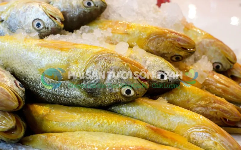 Giá trị dinh dưỡng có trong cá Đù nanh