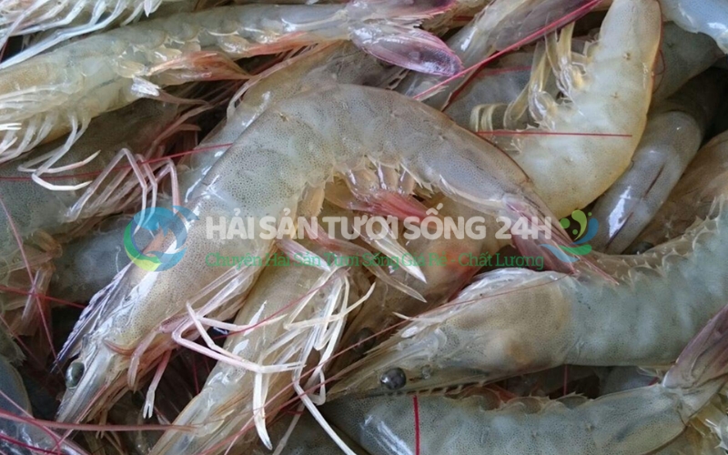 Tôm He biển túi 500g 3 Giá trị dinh dưỡng của Tôm He biển